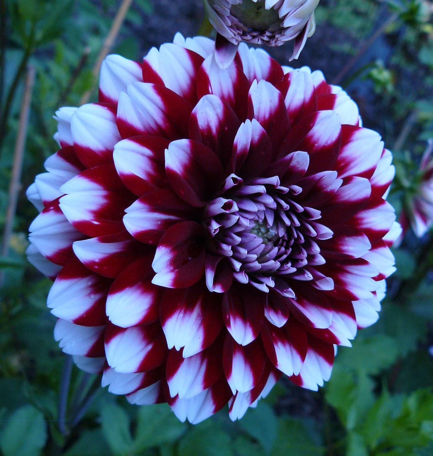 Clear Creek Dahlias: DahliaGallery 2013