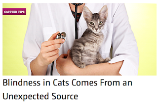 http://www.catster.com/cat-health-care/cat-heatlh-care-blindness-unexpected-source-high-blood-pressure