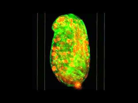 晶格層光顯微術 捕捉細胞分裂瞬間