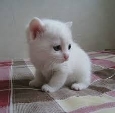 Cute And Funny Images Of White Kitten 48