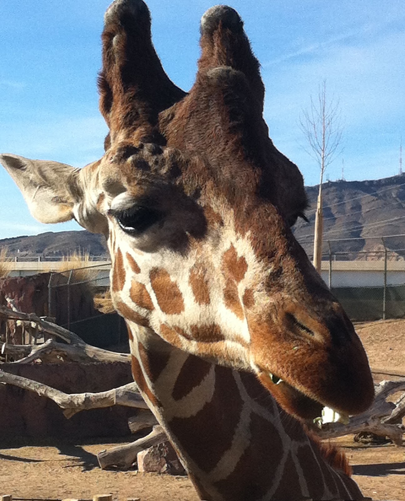 Fort Bliss Texas: El Paso Zoo