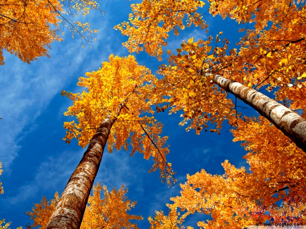 Fall Trees Wallpaper