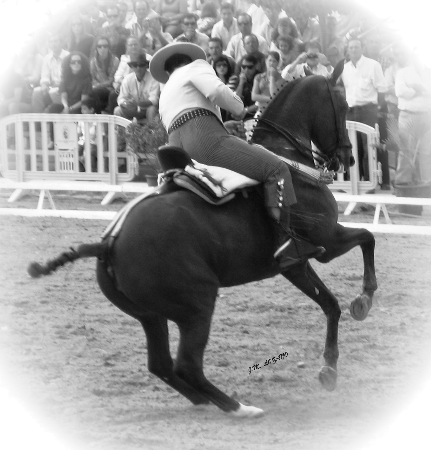 Caballo Negro Imágenes De Archivo Vectores Caballo Negro Fotos