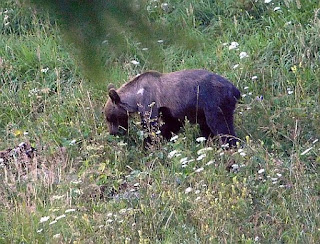 Niedźwiedź brunatny (Ursus arctos) w Dolinie Jaworzynka.