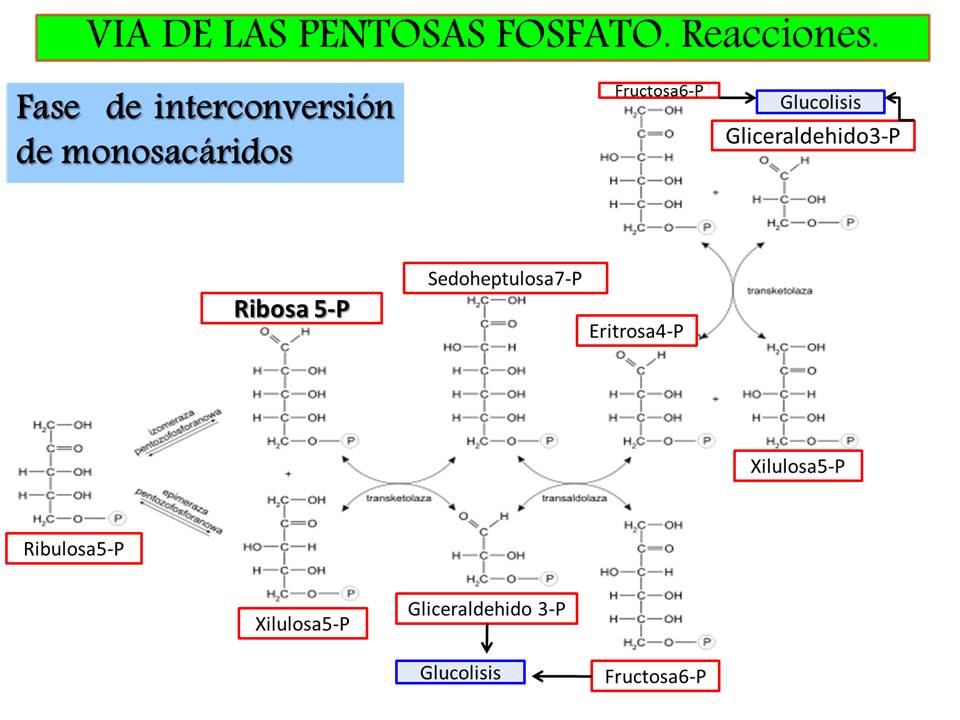 Advertencia: dieta metabolismo acelerado haylie pomroy