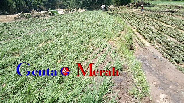 Dihantam Banjir, Puluhan Hektar Sawah di Banjit Terancam Puso