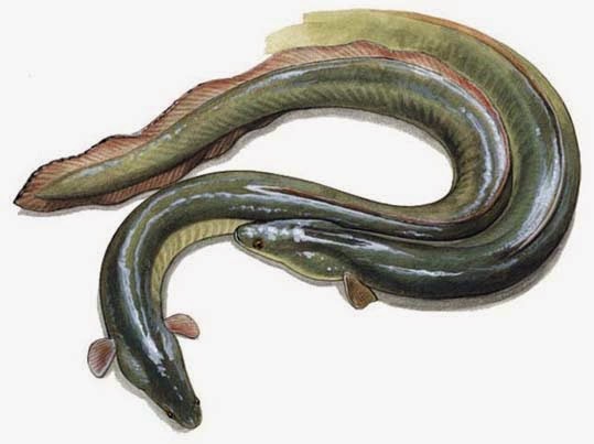 Petani Indonesia Budidaya Ikan Sidat Primadona Eksport Paling