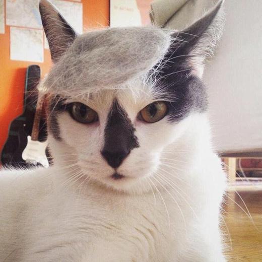 Những chú mèo có mái tóc thời thượng nhất