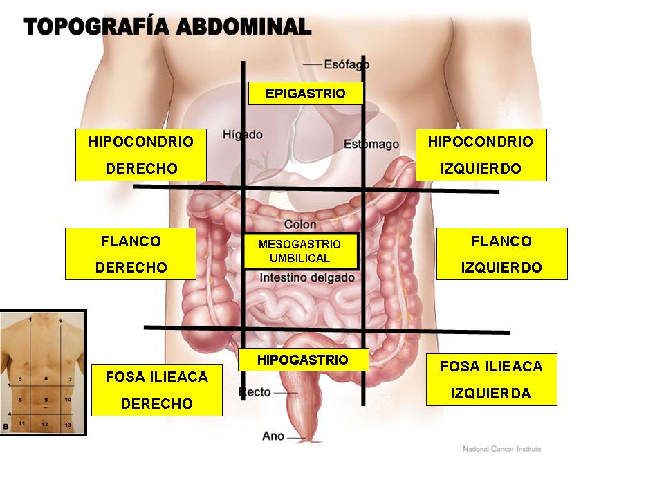 SEMIOLOGÍA ABDOMINAL LIMITES TOPOGRÁFICOS DE LA CAVIDAD ABDOMINAL SEMIOLOGÍA ABDOMINAL LIMITES TOPOGRÁFICOS DE LA CAVIDAD ABDOMINAL