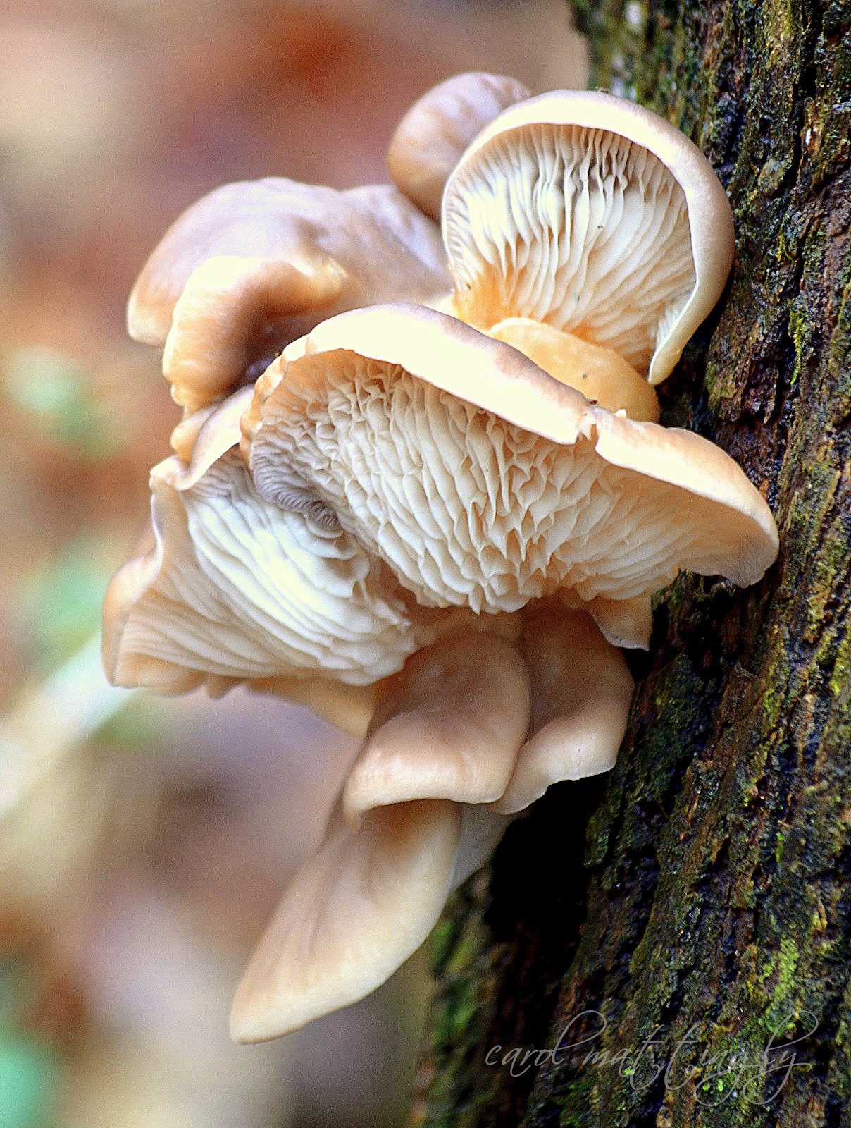 Carol Mattingly Photography Wild Oyster Mushrooms, Bernheim