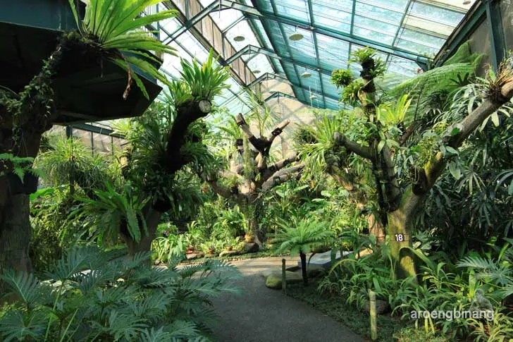 rumah anggrek kebun raya bogor