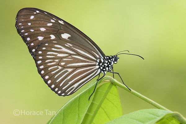 Butterflies of Singapore: Life History of the Striped Blue Crow