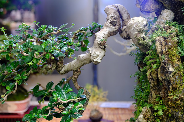 fukien tea bonsai twisted trunk