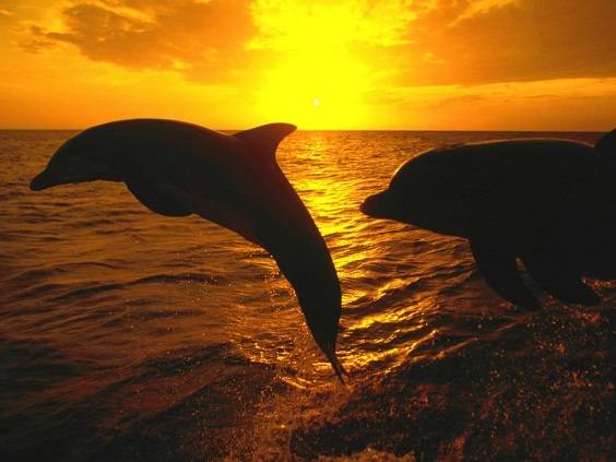 Delfines al atardecer