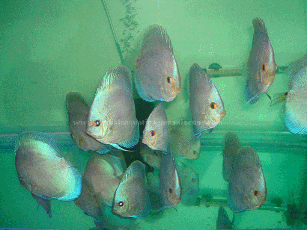 discus, flowerhorn, discus fish food, discus fish breeder, best discus