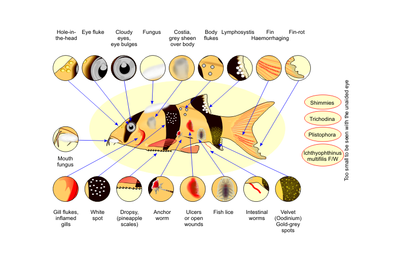 colorguide of tropical fish diseases colorguide of tropical fish diseases