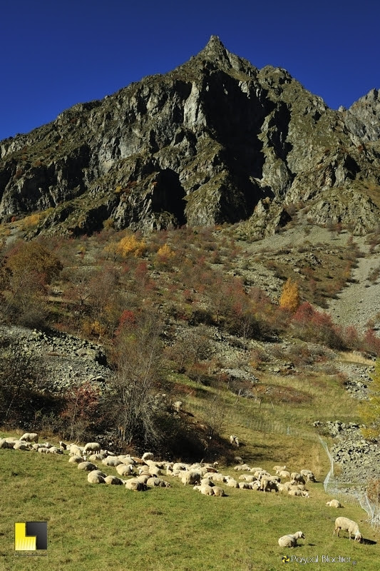 moutons dans le valgaudemar photo Pascal Blachier