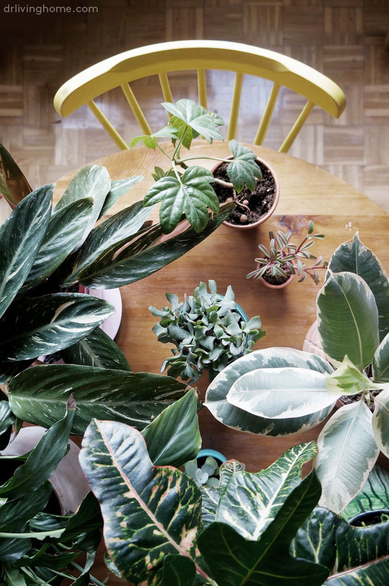 Ideas para decorar con plantas y darle un toque verde a tu casa