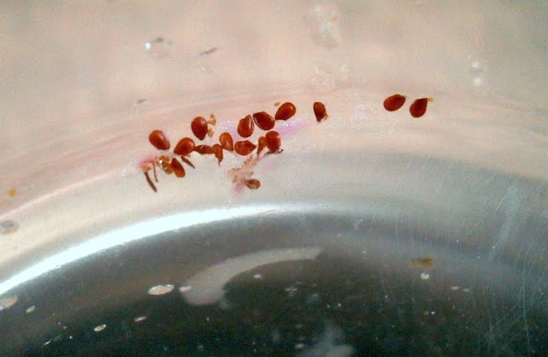 семена шлюмбергера. шлюмбергера в семенах. шлюмбергера плоды. декабрист розовый. шлюмбергера в семенах.