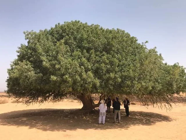 Kisah Pohon Sahabi Sahabat Yang Menaungi Nabi Muhammad SAW
