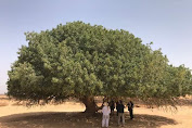 Kisah Pohon Sahabi Sobat Yang Menaungi Nabi Muhammad Saw