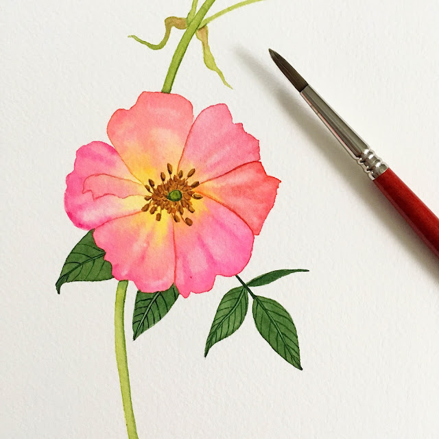 botanical art, botanical watercolor, roses, watercolor, painting, Anne Butera, My Giant Strawberry