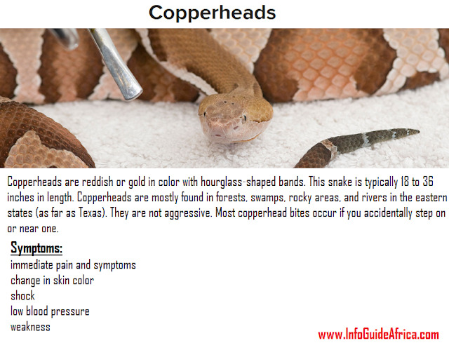  Description And Symptoms Of Copperhead Snakes