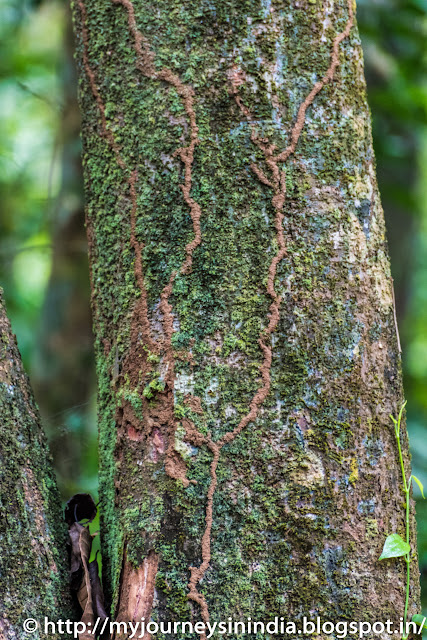 Thattekad Tree Termites
