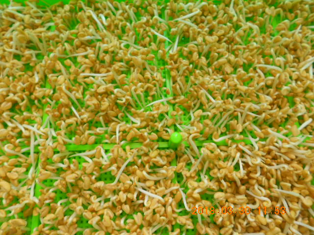 ��Ī��,��Ī�گ�,fenugreek,fenugreek-seeds,�����l,��Ī�ڽ��n,��Ī�ڬ�\��,��Ī�گ��\��,��Ī�ڵo����,��Ī�ڬ�