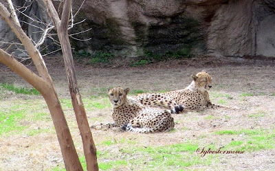Cheetahs