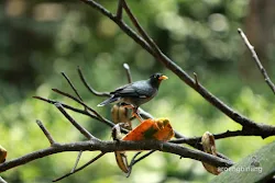 taman burung tmii jakarta