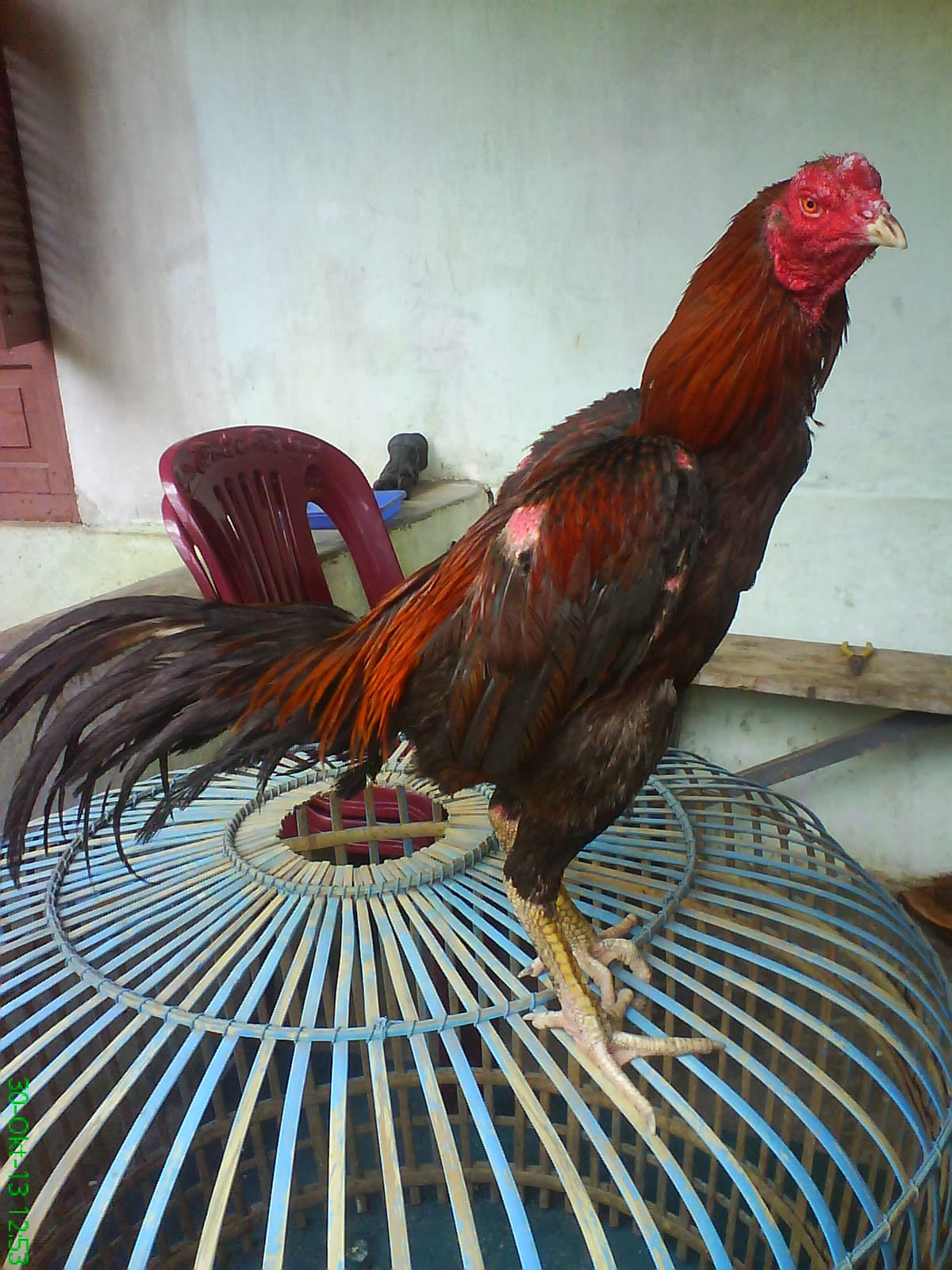 AYAM BANGKOK TARUNG PERJUANGAN FARM AYAM BANGKOK GONDANG PETARUNG