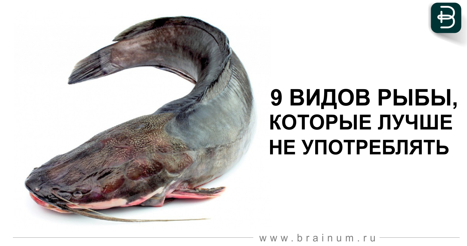 Фото Сортов Рыбы