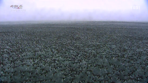 범고래 Vs혹등고래 | 인스티즈