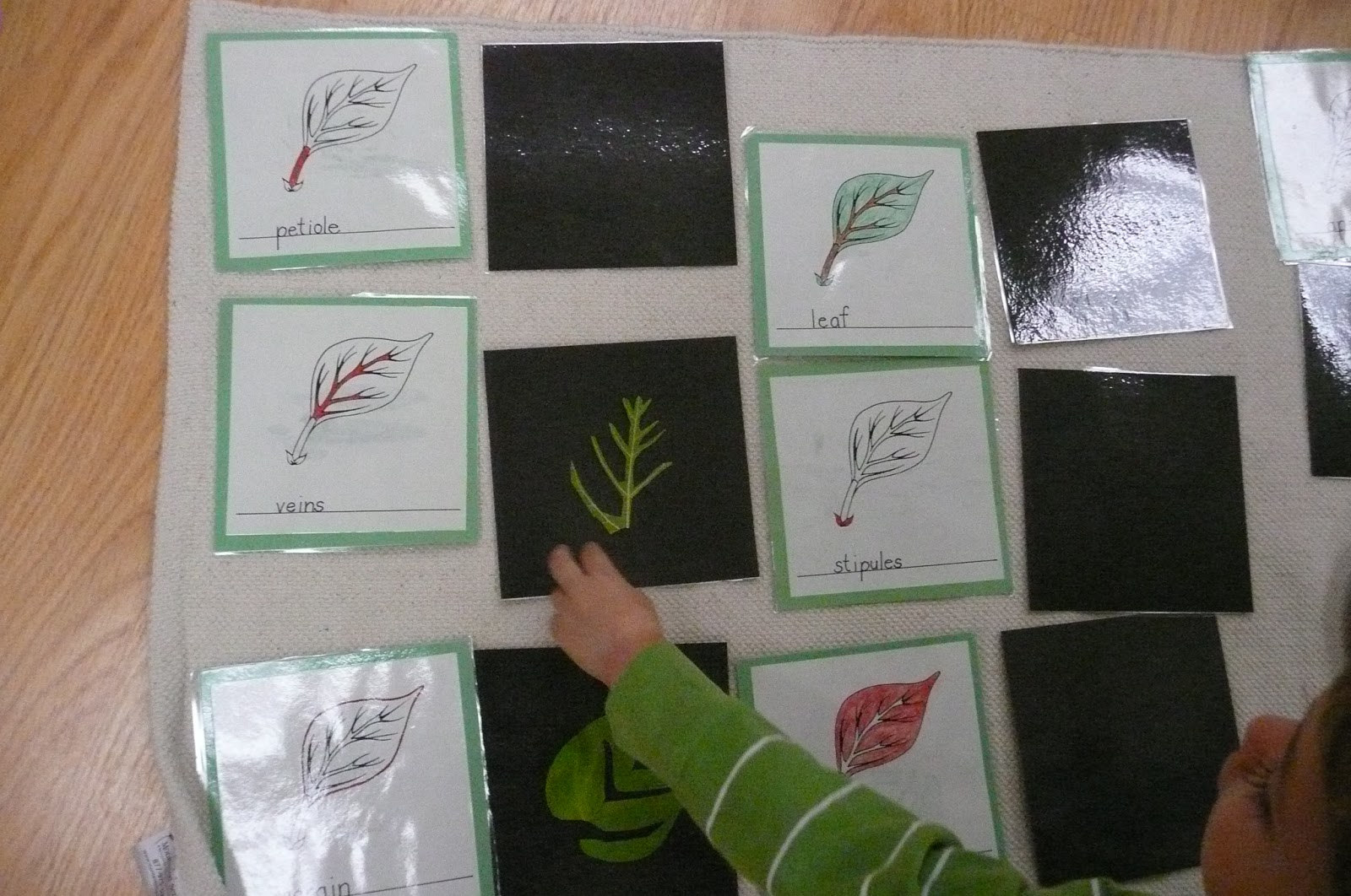 montessori-teachings-parts-of-a-leaf-and-leaf-dissection