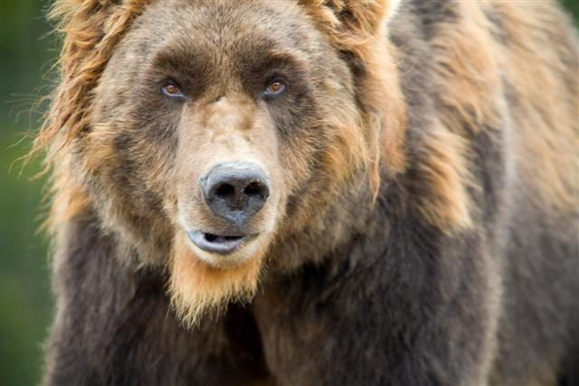 The Center Bear loves you and wants to rip out your heart for a mid-day snack