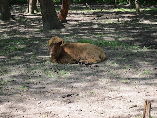 Животные в ровенском зоопарке 