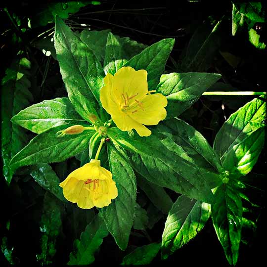 Ontario Wanderer Meadow Evening Primrose