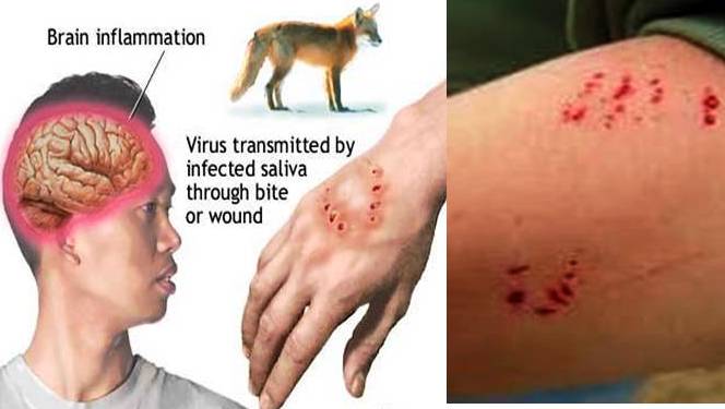 My Lexy: Rabies Pada Anjing (penyakit anjing gila)