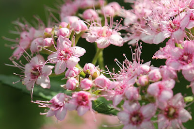 Pink Blossoms Photo