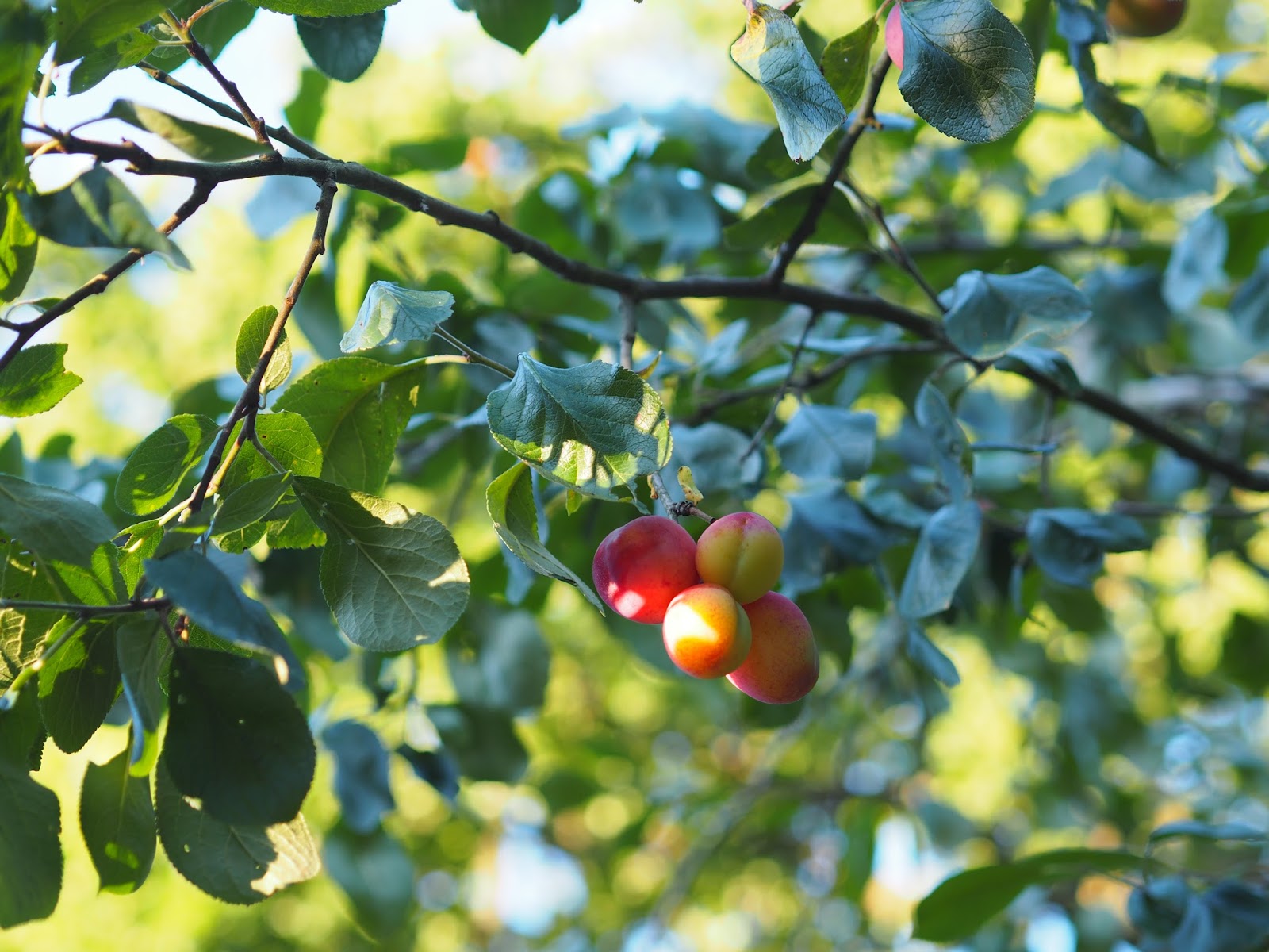 Ripe Plums on the Tree