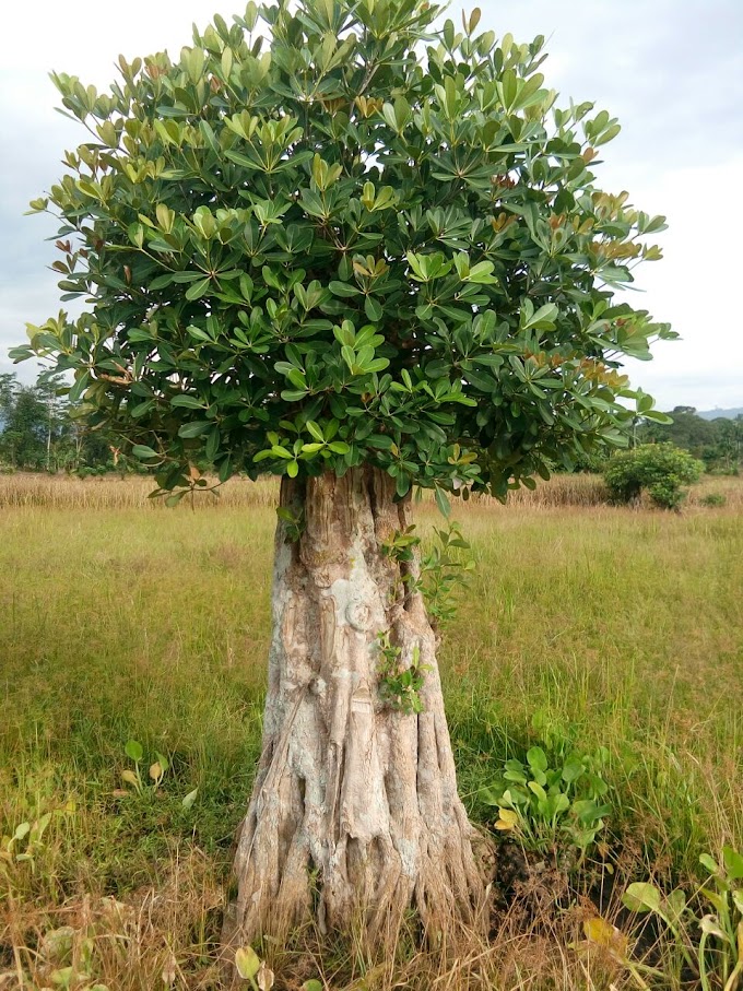 MERAWAT BAKALAN/TUNGGUL BONSAI BAGUS