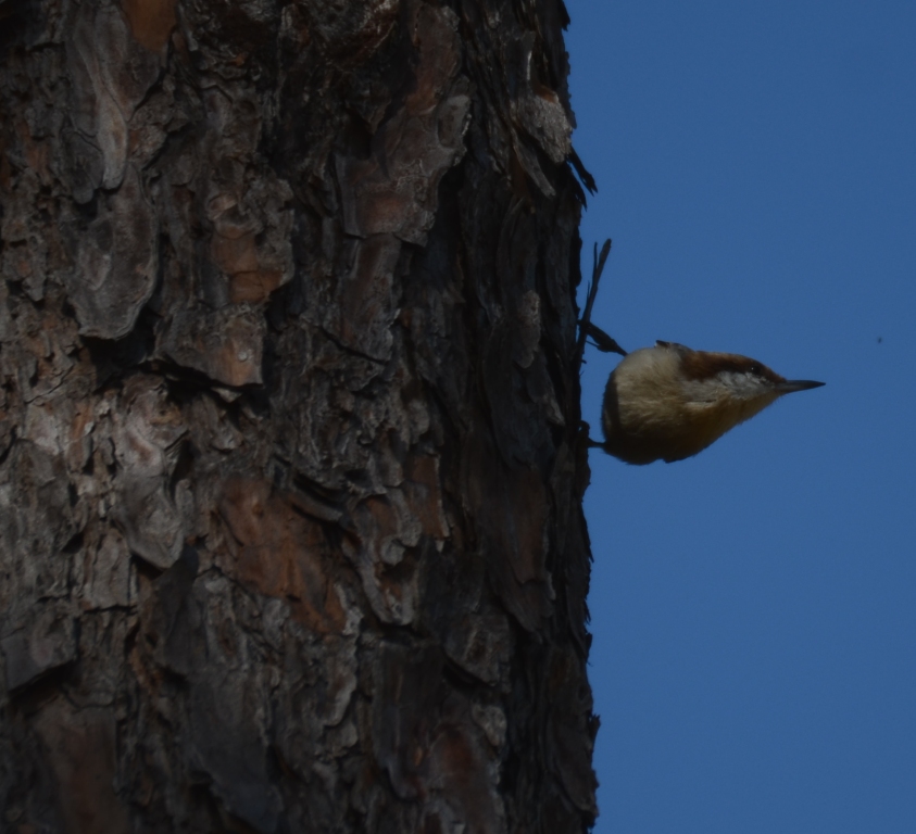 Ohio Birds and Biodiversity: Red-cockaded Woodpecker