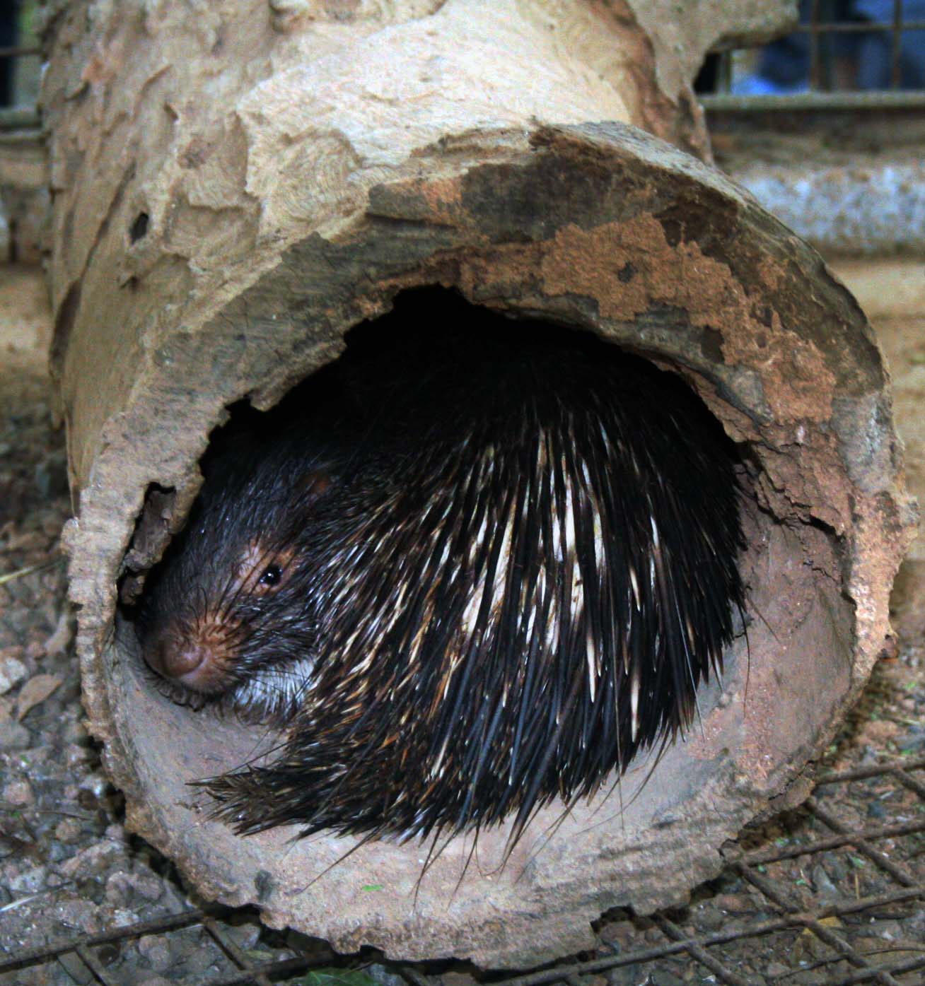 Living with Nature - School on Blog by Dr. Abercio V. Rotor: Meet Some