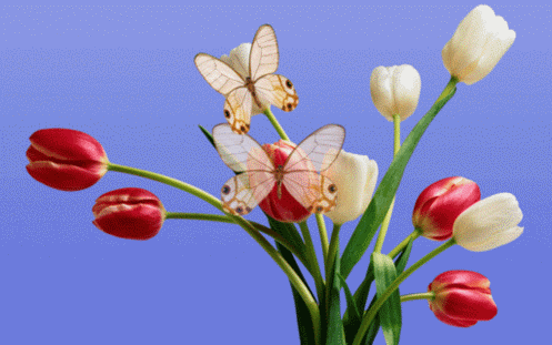 Flowers+Animation.gif