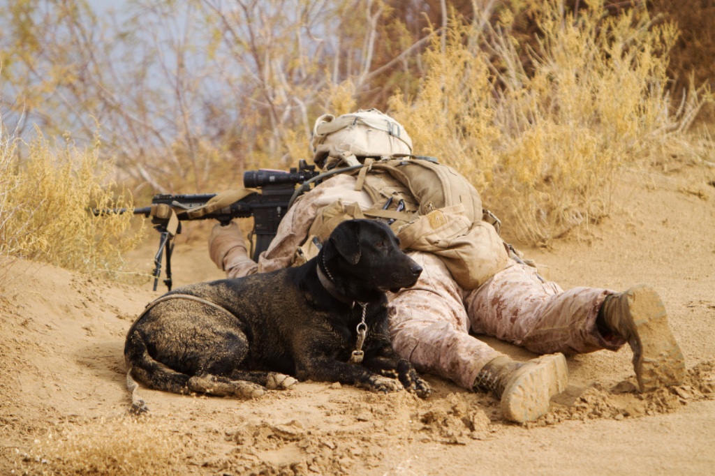 Improvised Explosive Devices (IEDs) Detection Dog in Afghanistan