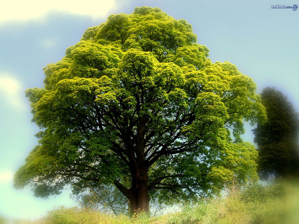 Жизнь дерева дуба. Красивое дерево. Раскидистое дерево. Зеленое ветвистое дерево. Большое дерево.