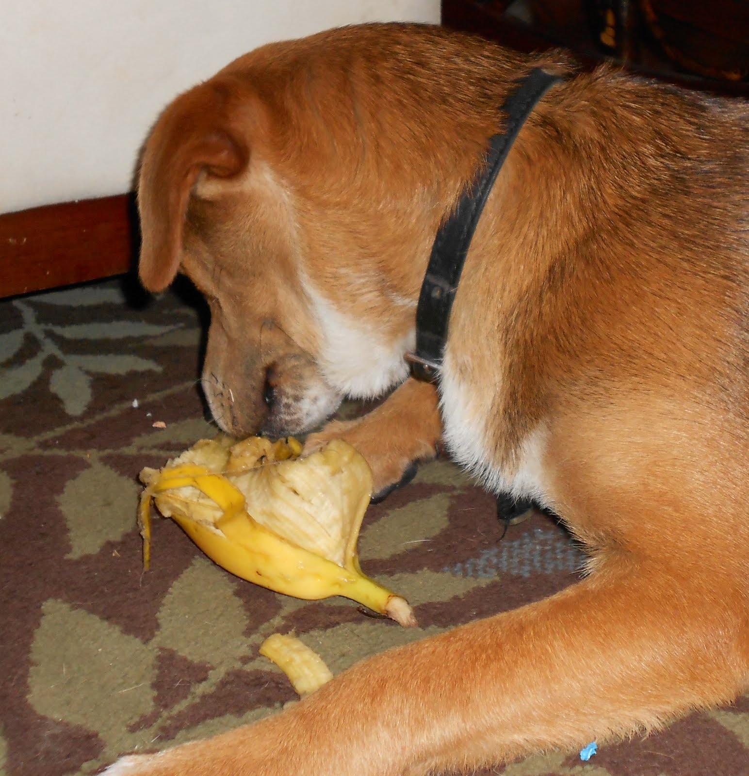 View of Aspiring Oaks Academy: If You Give A Dog A Banana.....