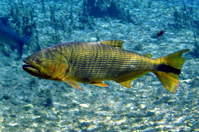 Golden Dorado Catfish Ikan Predator Air Tawar Yang Merupakan Perenang Aktif Di Akuarium