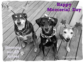 3 rescue dogs honor k9 heroes memorial day
